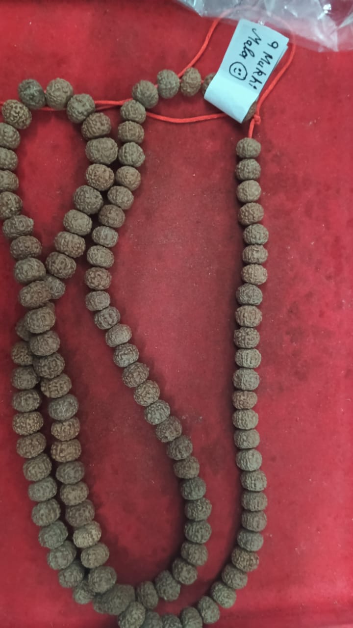 6 mukhi rudraksha 